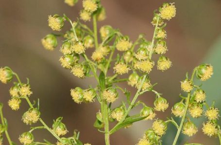 Bylica roczna Artemisia – czym jest?