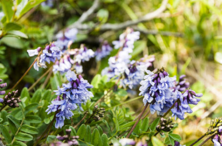 Astragalus – czym jest, właściwości, działanie i zastosowanie