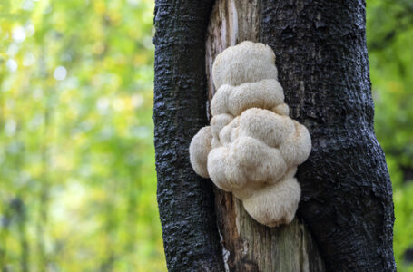 Hericium – czym jest, właściwości, działanie i zastosowanie